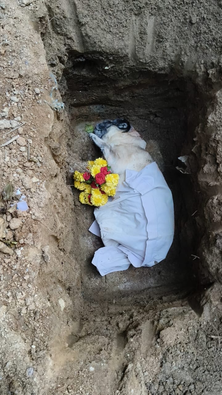 Pet burial service with peaceful arrangements
